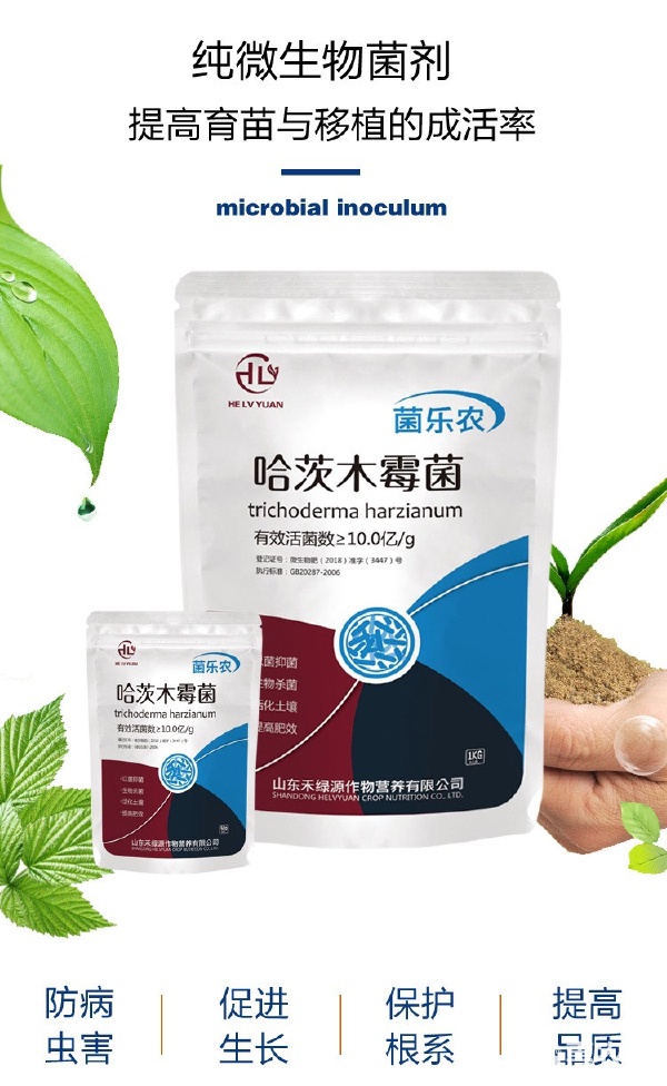 微量元素的绿色力量 禾绿源哈茨木霉菌的土壤革新与病害防治之道